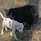 Nero es un Lulú de Pomerania de cuatro años. Tuvo una dura infancia (un perro grande quiso matarlo) y es muy desconfiado. Por eso es el que se ha tomado con más reservas la llegada de Ron. Pero, poco a poco, va iniciando los contactos preliminares...